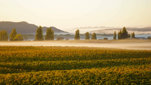 William Murdoch Wines