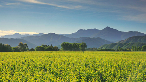 Cloudy Bay Vineyard