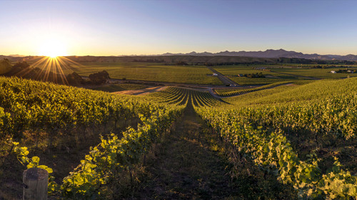 Greywacke Vineyard