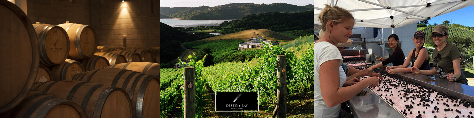 Destiny Bay Vineyards Wine | Waiheke Island | New Zealand