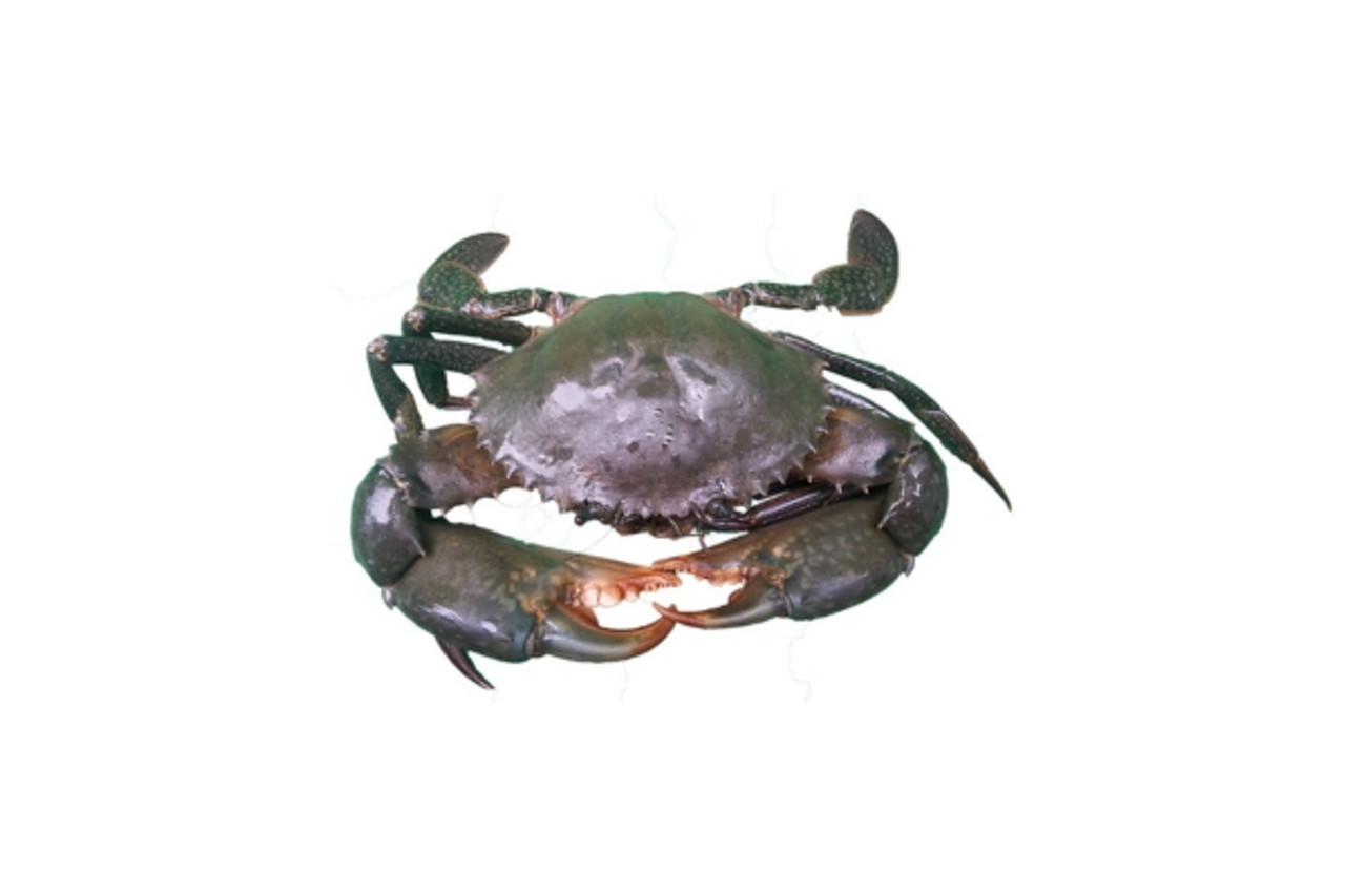 The Ultimate Guide to Mudcrabbing The Ultimate Guide to Mudcrabbing
