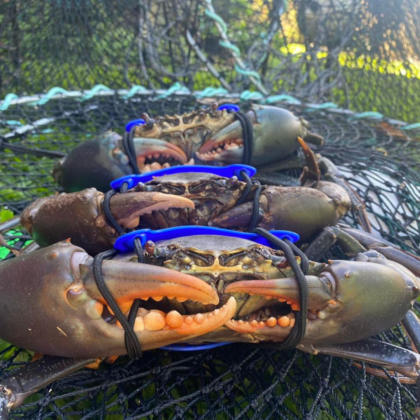 Krab King Orange Cuff Mud Crab Tie 3 Pack