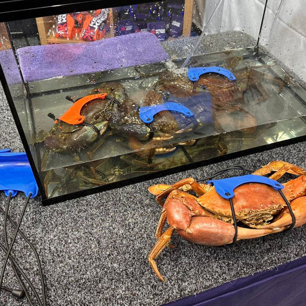 Krab King Orange Cuff Mud Crab Tie 3 Pack