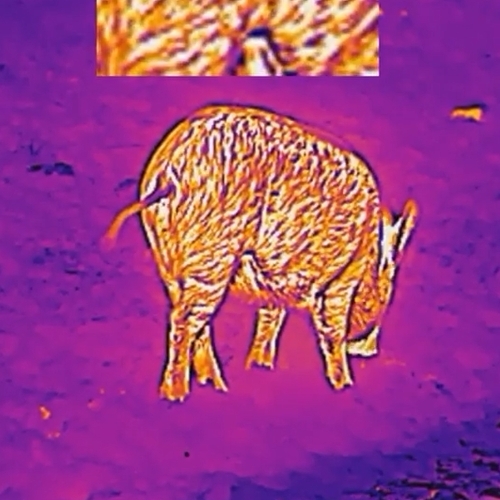 Thermal view showing an animal's heat signature at night