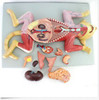 Feline Cat Anatomy Model Organs Heart Muscle Nerve Veterinary Study Animal Teeth