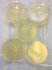 Sabouraud Dextrose Agar (SDA), (10-Pack), Pre-Poured, Flat-Packed, Vacuum Sealed, 15x100mm Petri Plates, for The Cultivation, Isolation and Identification of Yeasts and Molds.