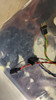 Nikon Optical Microscope - High Precision Imaging