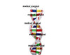 Dna Activity Model Superior Quality Asi Medical_Surgical Demo Model Use In Lab