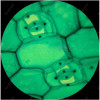 MUOU 3 Eye Digital Biological microscope 40-2500X research | experimental | teaching usb digital microscope +3MP Electronic eyep