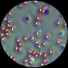 40X-2000X Professional Infinity Plan Phase Contrast Kohler Compound Microscope-1570211552