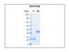 Humankine Recombinant Human PDGFbb 1000ug