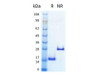 Humankine Recombinant Human BMP-2 1000ug