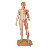3B Scientific B53 Life-Size Dual Sex Human Muscular Figure, 39-Part