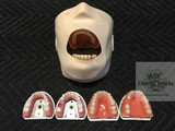 Kavo Jaw, Skin, With Typodents, Extra Modupro Carrier Trays, Pros Modules, More