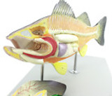 Fish Anatomy Model Organs Skeleton Veterinary Study Animal Teaching