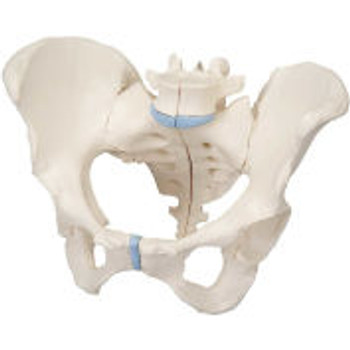 3B« Anatomical Model - Female Pelvis, 3-Part