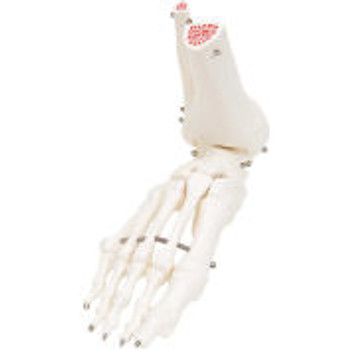 3B® Anatomical Model - Loose Bones, Foot Skeleton with Ankle, Right