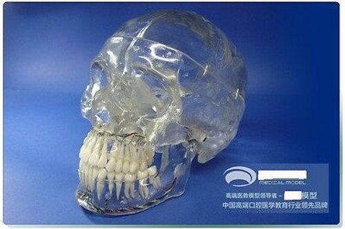 Hs Human Head Skull Mandible Nerve  X Ray Nerver Dental Neurology Teaching Model