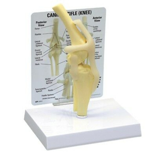 Canine Feline Gpi Anatomical Model Super Set Of 17 Models Lfa #9204 Wow Save