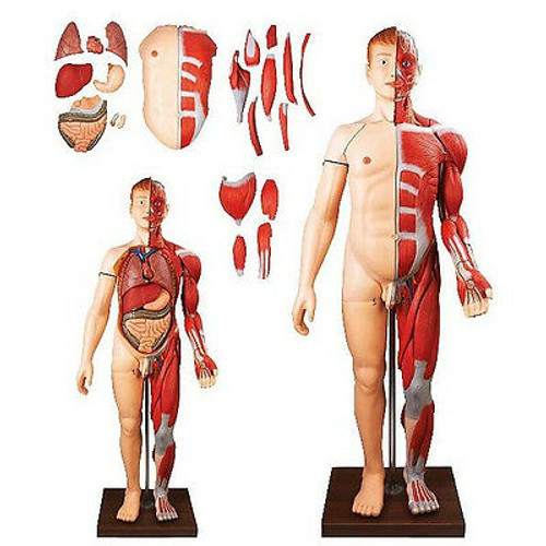 Medical Anatomical Model Human Body Muscles with Internal Organs(170cm)