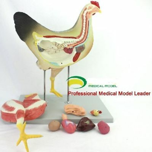 Chicken Poultry Anatomy Model Organs Heart Wing Muscle Veterinary Teaching Model