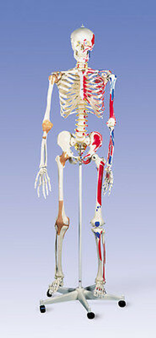 New 3B Scientific Super Skeleton Sam W/ Stand & Cover A13