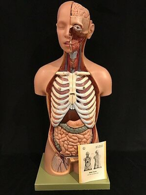 Somso As21 Male Torso With Head - Natural Size Anatomical Model