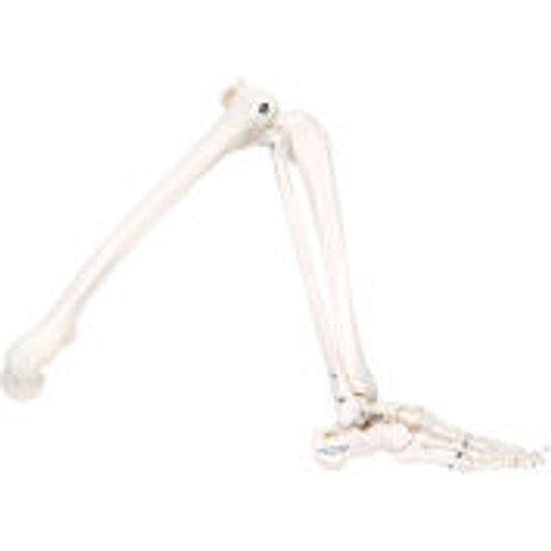 3B® Anatomical Model - Loose Bones, Leg Skeleton, Left