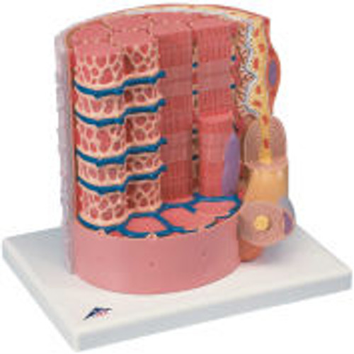3B® Anatomical Model - Microanatomy-Muscle Fiber - 10,000 Times Magnified