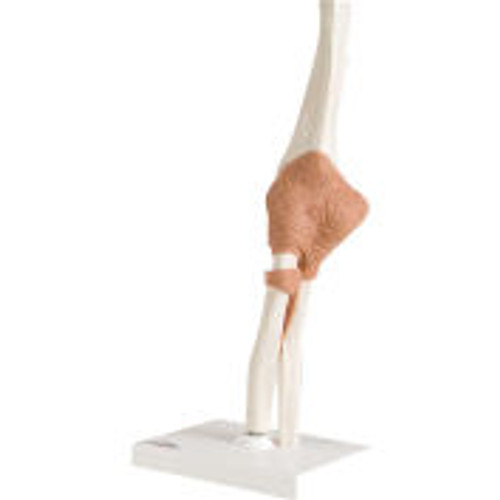 3B® Anatomical Model - Functional Elbow Joint