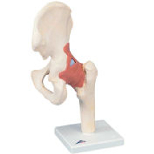 3B® Anatomical Model - Functional Hip Joint, Deluxe