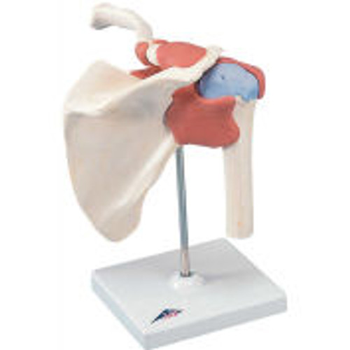 3B® Anatomical Model - Functional Shoulder Joint, Deluxe