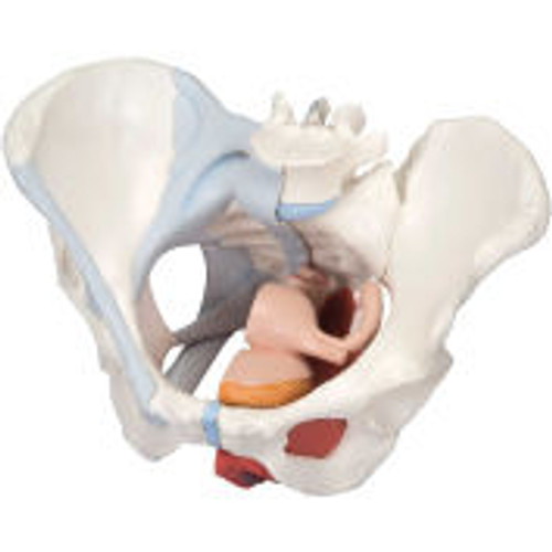 3B® Anatomical Model - Female Pelvis, 4-Part with Ligaments