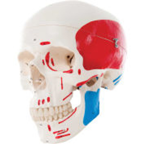 3B ® Anatomical Model - Classic Skull, 3-Part Painted