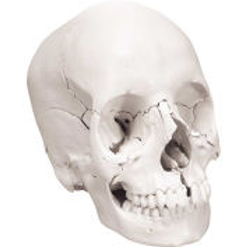 3B® Anatomical Model - Anatomical Skull, Beauchene 22-Part