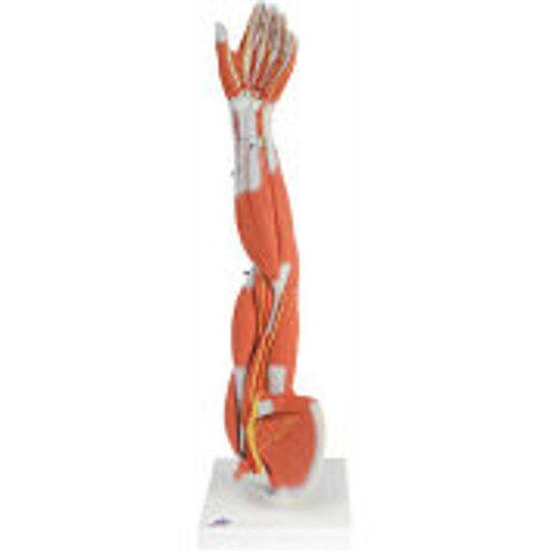 3B® Anatomical Model - Regular Muscular Arm, 6-Part