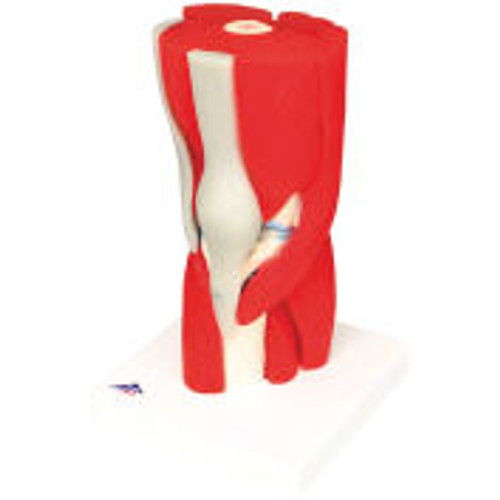 3B® Anatomical Model - Knee Joint with Removable Muscles, 12-Part