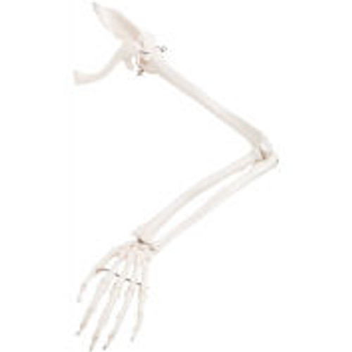 3B® Anatomical Model - Loose Bones, Arm Skeleton with Scapula and Clavicle, Left