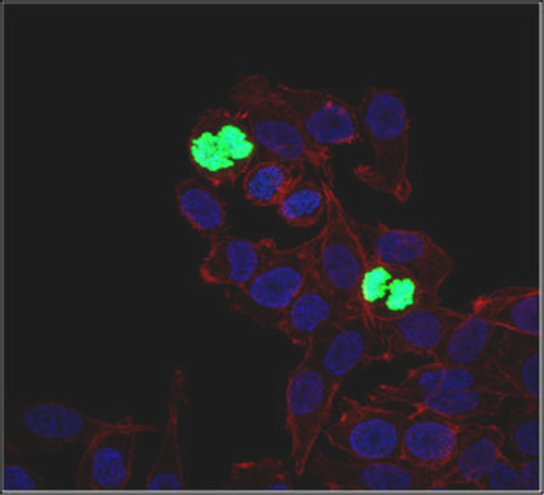 Phospho-H3 (Ser10) Mouse anti-Human, AlexaFluor™488, Clone: 3H10, MilliporeSigma™