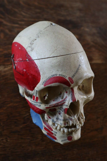 Human Skull for Medical study