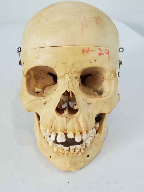 Medical Skull Medical School Anatomy Class