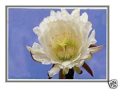 New Acer Aspire 7520-5271 17.0" Wxga+ Lcd Screen