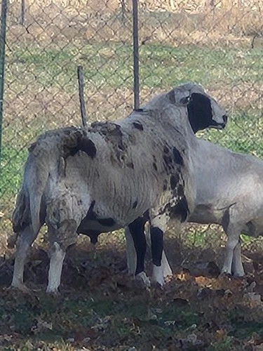Sheep, ram for breading