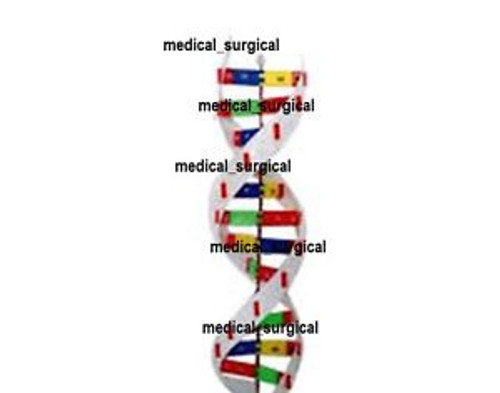 DNA Activity Model superior quality ASI medical_surgical demo model use in lab