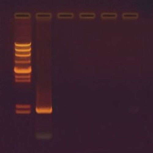 Edvotek 331 Cloning of a PCR Amplified Gene, For 5 Lab Groups