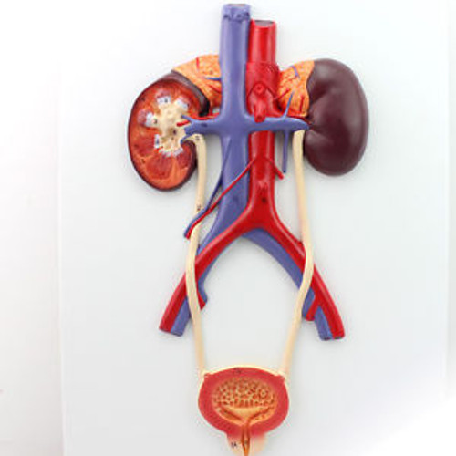 Human Kidney & Bladder by FAMOUS Brand BEXCO at LOWEST