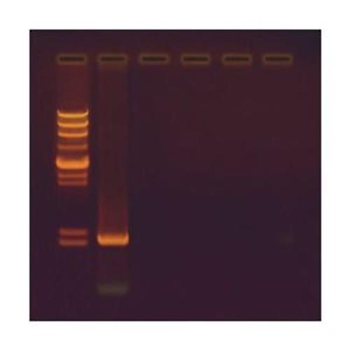 Edvotek 331 Cloning Of A Pcr Amplified Gene For 5 Lab Groups