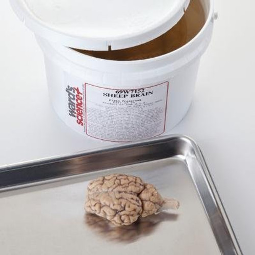 470000-516 - Pail of 100 - Extracted General Dissection Sheep Brains - Pack of 100