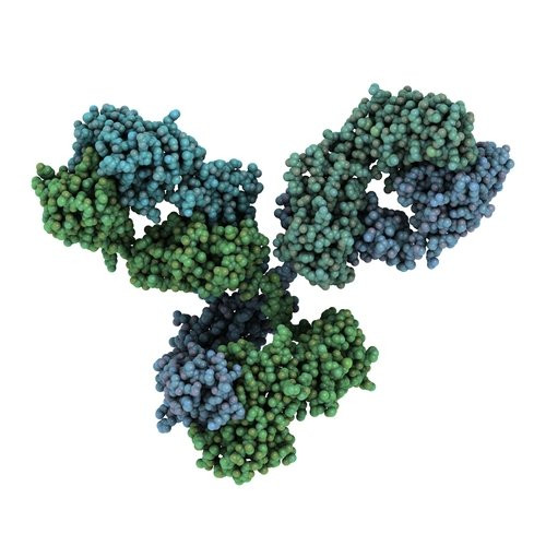 Human anti-hepatitis B virus core antibody IgG (HBcAb-IgG) ELISA Kit - 10 x 96T