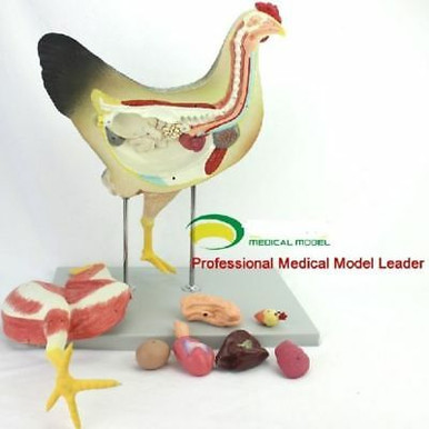 Chicken Poultry Anatomy Model Organs Heart Wing Muscle Veterinary ...